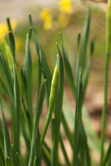 Daffodil plants growing in garden, closeup. Spring flowers
