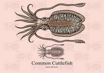 Common Cuttlefish. Vector illustration with refined details and optimized stroke that allows the image to be used in small sizes (in packaging design, decoration, educational graphics, etc.)