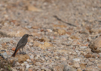 Little bird with ant in the beak against blurred backgound
