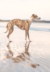 hübsche Whippet Hündin am Meer mit Spiegelung