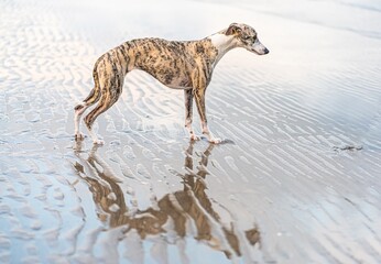 hübsche Whippet Hündin am Meer mit Spiegelung