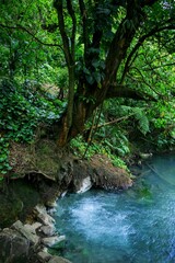 Fototapeta na wymiar Rio Celeste dans le parc national Tenorio au Costa Rica
