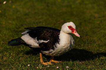 Female Muscovy Duck on the grass