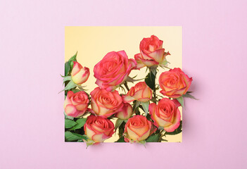 Red-yellow roses on a blue background in a pink square frame. Love or Women's day minimal concept.Flower background. Mothers Day