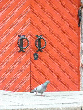 red wooden door with a piegeon walking in front