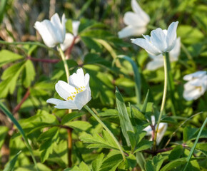 white wood anemone blooming in spring