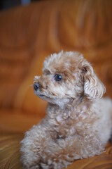 横顔のトイプードル
