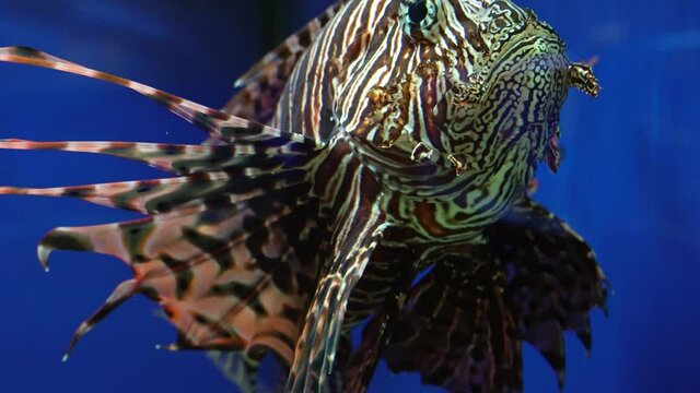 Pterois volitans swims in blue water. Tropical Red Sea Lion-Fish. Underwater fish reef marine lion-fish. Marine life fish