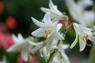 Fototapeta premium white lilies grow on the farm