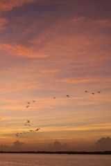 A group of flamingos flying in the sky with an orange colorful sunset, a flock of birds are migration to a warmer place on earth 