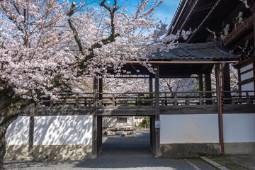 京都 立本寺の桜と春景色