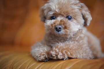 リラックスしているトイプードル