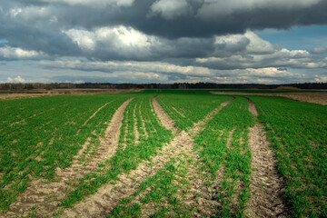 Fototapeta na wymiar Tractor tread traces in a green field and dark clouds on the sky
