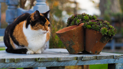 Chatte isabelle posant à côté d'un bassin et de décorations extérieures