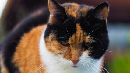 Chatte isabelle posant à côté d'un bassin et de décorations extérieures