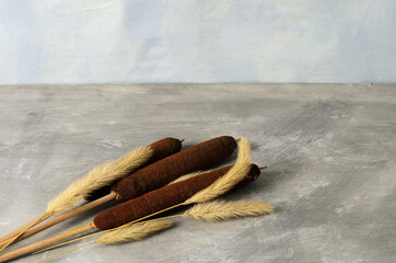 A bouquet of dry fluffy spikelets of grass and reeds on a gray concrete surface and a blurred texture background.