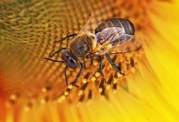 Bee.
