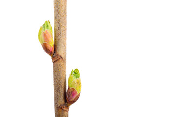 Blackcurrant Twig Macro with Buds (Black Currant). Also Known as Ribes Nigrum or Cassis. Medicinal...