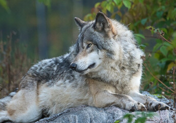 Naklejka na ściany i meble timber wolf in the forest
