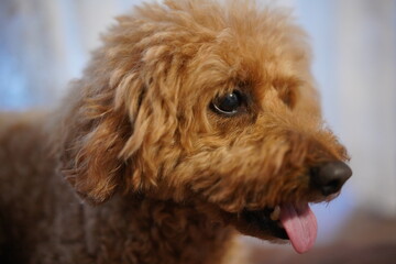 リラックスしているトイプードル