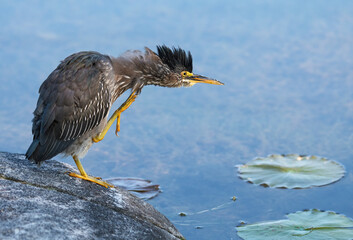 Green Heron preening