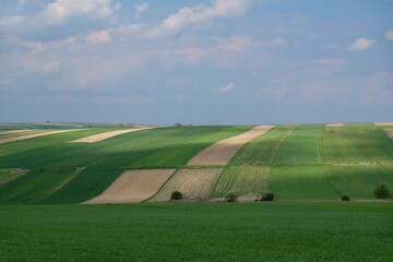 Beautiful fields in colorful stripes and rows of green trees illuminated by the sun around Suloszowa, Jura region, Cracow-Czestochowa Upland, Poland