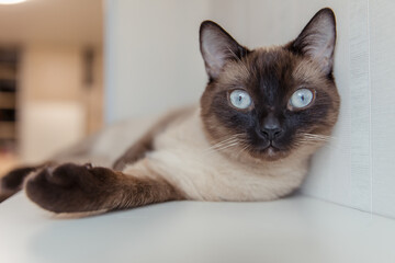 Siamese cat with blue eyes at home