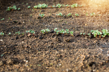 Young radish plant growing in row in soil. Bio agriculture, gardening and ecology concept.