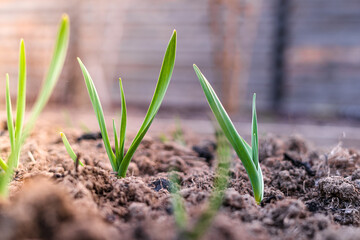 Green sprouts of garlic growing in the ground close up