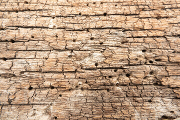 Wood grain texture pattern background structure oak wooden material natural surface dry hardwood tree wallpaper weathered abstract backdrop.