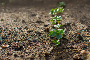 Young radish plant growing in row in soil. Nature agriculture, gardening and spring concept.