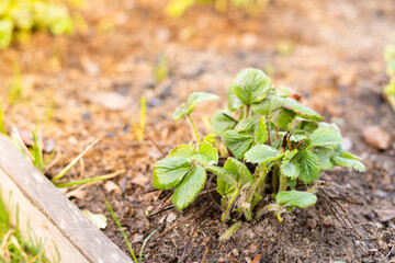 Growing homemade strawberries in a home garden