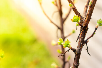 Young gooseberry buds with green leaves in the spring sun