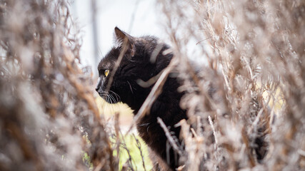 A beautiful black cat in profile looks forward seriously. Pet peeping