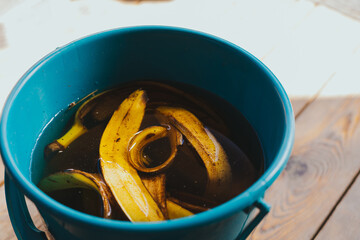 Recycling banana peels to fertilize garden beds