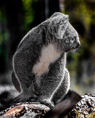 Koala on the beam. Latin name - Phascolarctos cinereus	