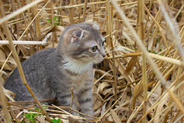 A small gray kitten sits in reeds. Kitten among the yellow sticks.