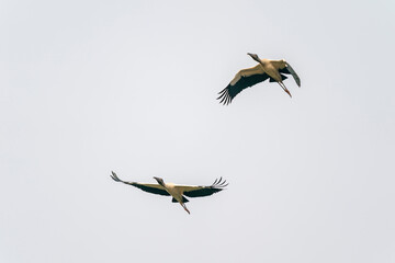 The Wood stork (Mycteria americana)