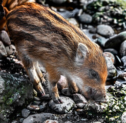 Wild boar piglet digging in the ground. Latin name - Sus scrofa © Mikhail Blajenov