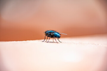 Common house fly in habitable environments Located in an open space open 