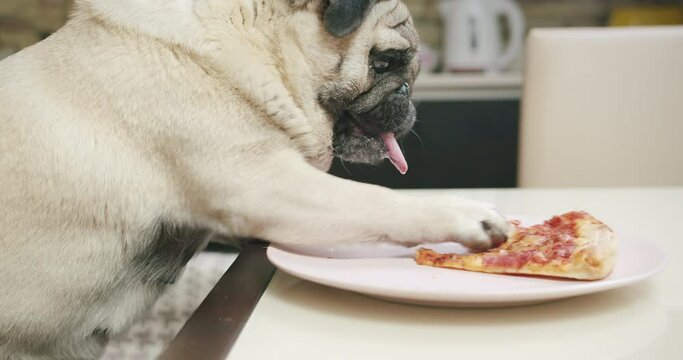 Funny hungry pug dog want to get pizza. Get it from table by paw. Dog stealing food from the table while the owner is away. Dog bad behavior. Drooling from the desire to eat. Funny bad greedy pug dog