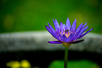 Little bee stinging isolated purple lotus flowers blurred background.