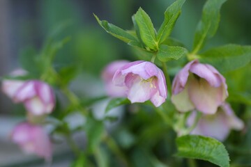 ピンク色のクリスマスローズ