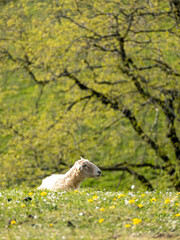 sheep in the grass
