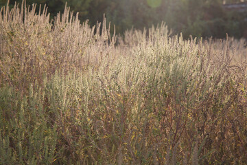 Ambrosia bushes field at sunset cause allergy for many people