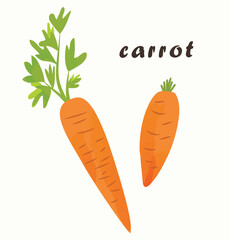 Cute carrot isolated on white background. Vector illustration. Healthy vegetable