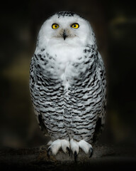 Snowy owl (Bubo scandiacus) portrait, dark background