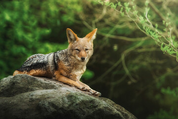 Naklejka na ściany i meble Black Backed Jackal or Silver Backed, Canis mesomelas, lying on a stone and relaxing, from eyes to eyes