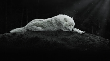 Arctic wolf sleeps at night on a hill in the moonlight, Canis lupus arctos, Polar wolf or white wolf
