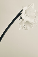 White Amaryllis belladonna flower